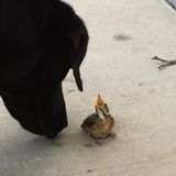 Entry image for Murphy