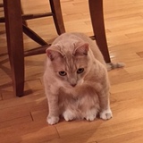 Entry image for Mufasa