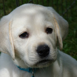 Entry image for Sunshine