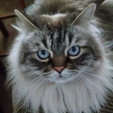 Entry image for Koda