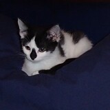 Entry image for Agate Nelson