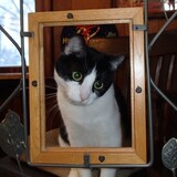 Entry image for Sapphire Nelson