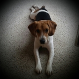 Entry image for Brodie