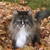 Entry image for Roscoe