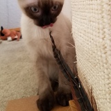 Entry image for Dexter