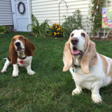 Entry image for Stella and Mabel