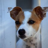 Entry image for Ruby