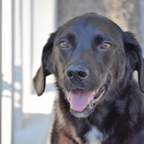 Entry image for Lizzie