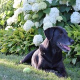 Entry image for Delly