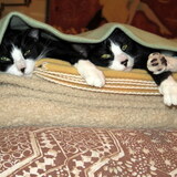 Entry image for Flash & Dazzle