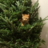 Entry image for Sara