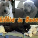 Entry image for Millie & Sassy