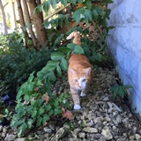 Entry image for Tommy Tutone