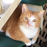 Entry image for Tommy Tutone