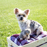 Entry image for Maci