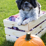 Entry image for Ella