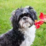 Entry image for Ella