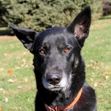 Entry image for Kody