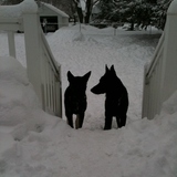 Entry image for Gunnar & BFF