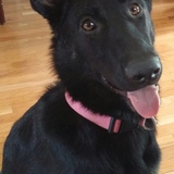 Entry image for Bella