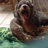 Entry image for Lucy