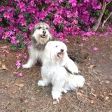 Entry image for Bandit and Angel