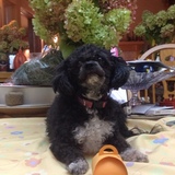 Entry image for Gracie girl