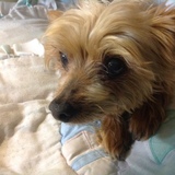 Entry image for Coco bean 