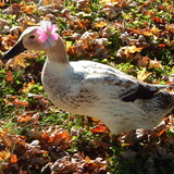 Entry image for Daisy