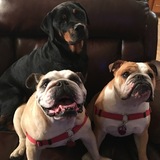 Entry image for Greta, Jake and Mac