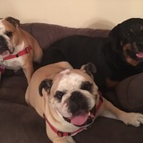 Entry image for Mac, Jake and Greta