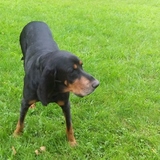 Entry image for Bastivan