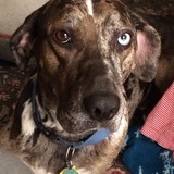 Entry image for Eggs Benedict