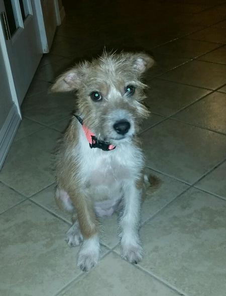 Entry image for Mokey. Clicking this image will show a larger photo