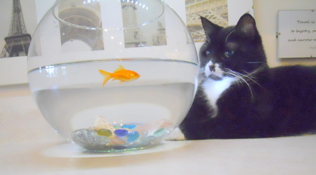 Entry image for Gilbert Cooper. Clicking this image will show a larger photo