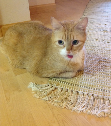 Entry image for Sparky Cooper. Clicking this image will show a larger photo