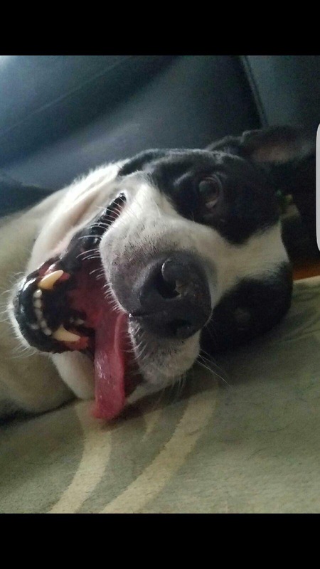 Entry image for Bob. Clicking this image will show a larger photo