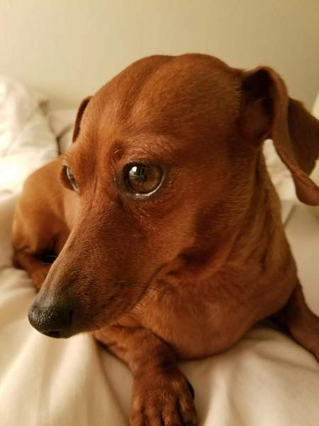 Entry image for Minie. Clicking this image will show a larger photo