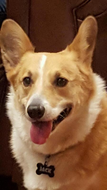 Entry image for Jack. Clicking this image will show a larger photo