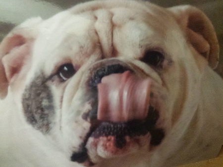 Entry image for Archie . Clicking this image will show a larger photo