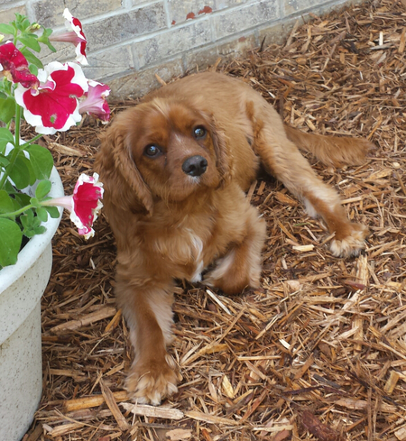 Entry image for Vernon . Clicking this image will show a larger photo