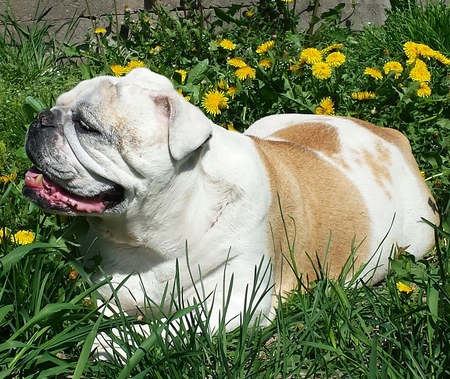 Entry image for Lily . Clicking this image will show a larger photo