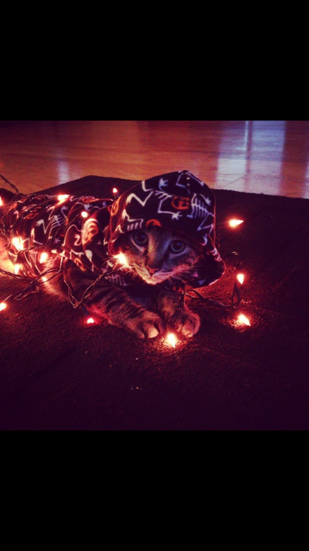 Entry image for Bojangles . Clicking this image will show a larger photo