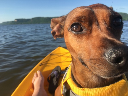 Entry image for Marley. Clicking this image will show a larger photo