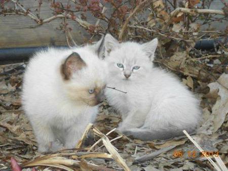 Entry image for Chou Chou and Sasha. Clicking this image will show a larger photo