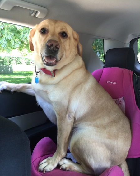 Entry image for Griffin. Clicking this image will show a larger photo