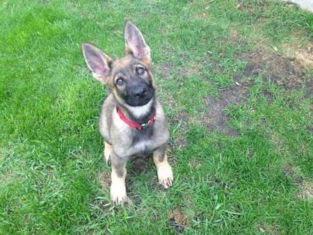 Entry image for Rudy . Clicking this image will show a larger photo