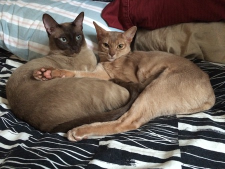 Entry image for Gizmo and Magwai. Clicking this image will show a larger photo