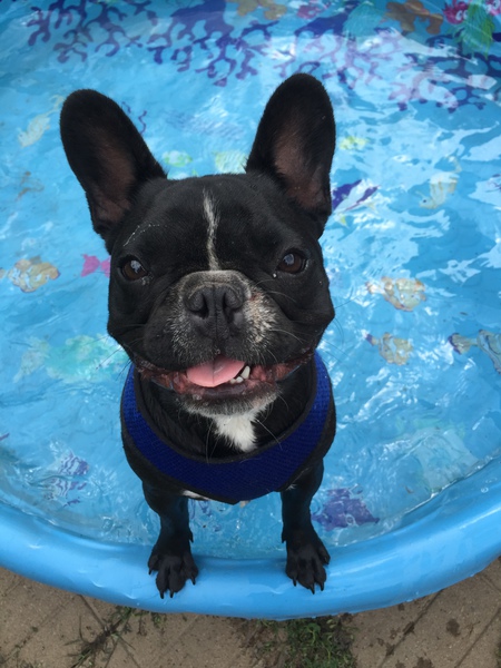 Entry image for Major. Clicking this image will show a larger photo