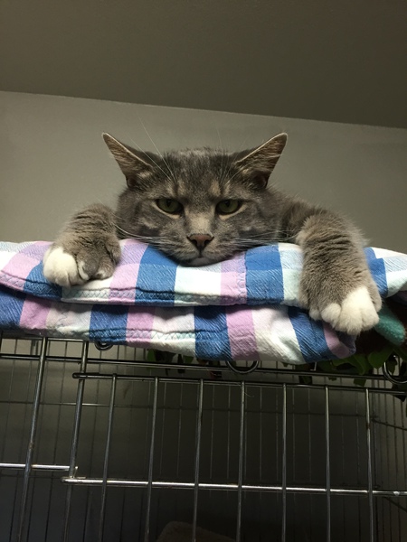 Entry image for Packer. Clicking this image will show a larger photo